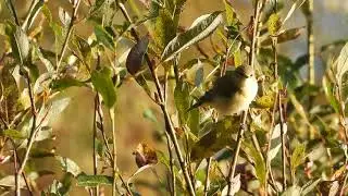 Tiltaltti, Phylloscopus collybita