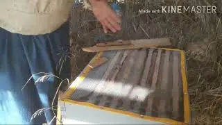 النتائج الاوالية لمصيدة البروبوليس