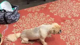 Dancing doggos