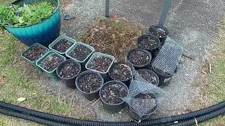Planted live Oak acorns Strom Coming March 4th 2025