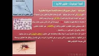 الطلائعيات   شعبة البوغيات والسوطيات