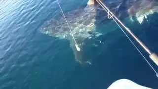 Great White Shark nearly attacks boat in HD video near beach ホオジロザメ