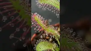 Cape Sundew 'Drosera capensis' catches a fly -timelapse-