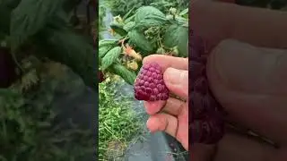 Vine primăvara, te-ai hotăr&acirc;t ce să plantezi.