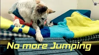 Pet Ramp for  Senior dogs 🐾 | Unboxing,Setup & Demo with Sara|Sara&rsquo;s First Reaction 🐕| Honest Review