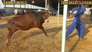 Now At Sakran Cattle Farm Jameel Memon Colony Bachre #animalsworld #cattle #cow #bull #2024