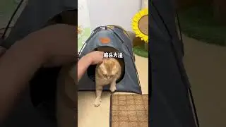 CLOVEPET &ndash; Artistic Cat Beds for Retail & Wholesale #fyp #shorts #cat #pets #cute #fyp #catbad #OEM