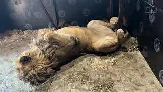 Поваляшки #животные #lion #шерхан #animals #bigcat #zoo #минскийзоопарк 