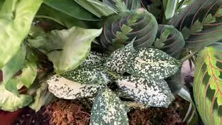 Plant People! Checkout @LivingDecorStore Denver! Plants Cactus Woodworking & Care Services