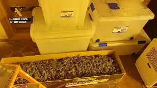 Operación de la Guardia Civil en Mairena del Aljarafe antidroga