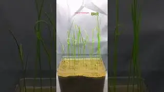Growing rice Time Lapse Compilation. #satisfying #plants @AmazingTubeTimeLapse @GreenTimelapse