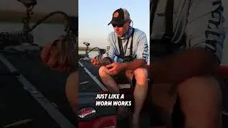 Top Florida baits #bassfishing #florida #bass #fishing #largemouth #largemouthbass