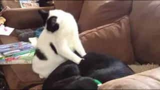 Dog Massage.wmv
