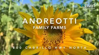 Andreotti Sunflower and Pumpkin Family Farms in Half Moon Bay, California