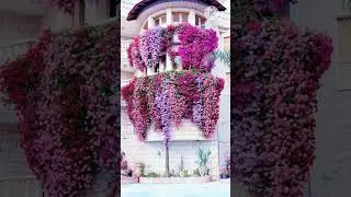 Simple colorful garden decor ideas