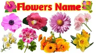🌸Amazing Flowers Name in Hindi & English | Kids Learning & Nature Video 🌼