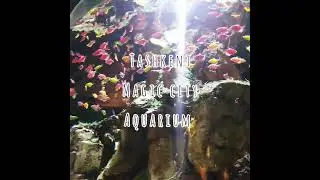 Magic Aquarium | Tashkent | Uzbekistan | 2022
