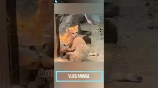 スナネコ兄弟　sand cat brothers cute　沙貓很可愛