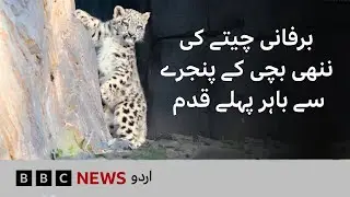 Chester Zoo UK: Snow Leopard Cub leaves den to explore the enclosure for the first time | BBC URDU