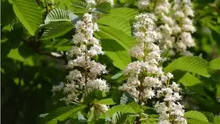 CASTA&Ntilde;O DE INDIAS O FALSO CASTA&Ntilde;O (Aesculus hippocastanum)