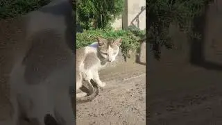Animal lover । pet । itzmesonal । pet lover । ytshorts । viral shorts । you tube shorts । ytshort
