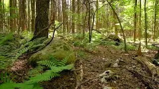 Relaxing Forest Sounds From The Adirondack Mountains
