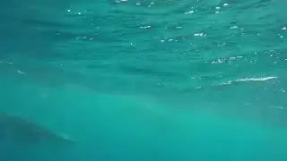 dwarf minke whales @ great barrier reef