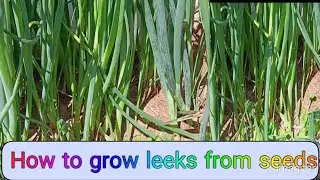 How to grow leeks ll Tips for growing leeks at home for newcomer