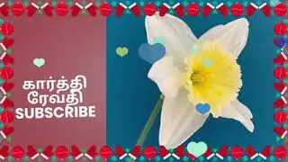 சந்திராவின் துரோகம் தெரிந்து அடித்து விரட்டிய சாமுண்டேஸ்வரி/கார்த்திகை தீபம் 31 ஜனவரி 2026