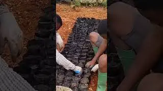 the best way to seed #farming  #cocoa #chocolate #nursery