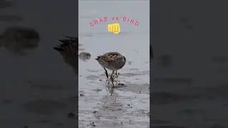 CRAB VS BIRDS FIGHT