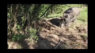 Plantatii de afin siberian, aronia si coacaza la Mosia lui Peter | Am vazut si porci mistreti.