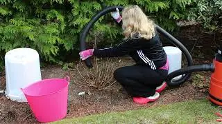 Hydrangea Vacuuming Part 1