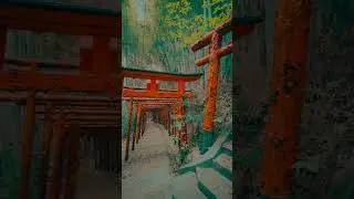 Torii tunnel & sea views at Yanai Inari Shrine, Yamaguchi #japantravel #japan #yamaguchi #inari