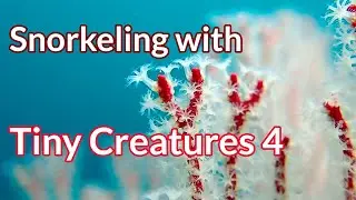 Soft corals. Snorkeling with Tiny Creatures Ep.4