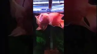 Blood-red Parrot Cichlid fish🥵 #fish#aquarium#aquariumfish#fishtank#parrotfish#parrot#cute#fight