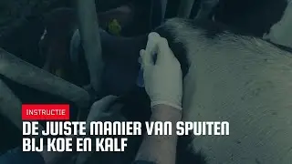 De juiste manier van spuiten bij koe en kalf