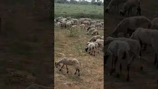 Sheep's Eating