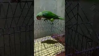 MY parrot now freedom 💃💃💃💃💃💃