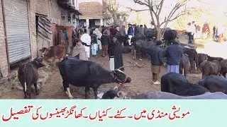 Kattay kattian in muvashi mandi dongi kotli mirpur pakistan | khagar buffaloes |kattay kattain mandi
