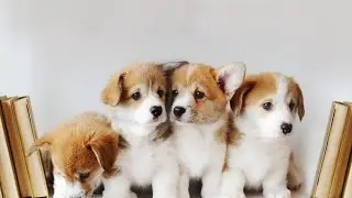 Dog mating to puppies 62 day&rsquo;s journey and cute puppies new born puppies mating cycle to puppies 