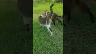 cat voice new video parsanal cat #bollywood #cats