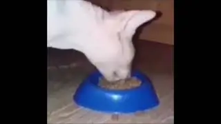 cat eating in big bites