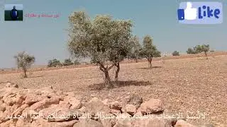 قطعة أرضية للبيع عدلية مساحتها 16 خدام في مجي إقليم الصويرة ثمن مليون و60 الخدام 0669161891