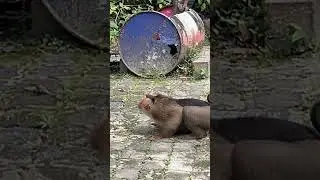 Monkey Are Acting Like Humans🤣 #trending #viral #shorts