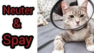 Cat Spaying & Neutering  Haram or Halal in Islam? || Truth revealed || The cat's care