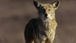 The Wonders of WildCare