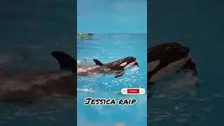 Jessica last words Jessica Kay akhri alfaz orca🐬 mare zandagi thee 😰😰🐬🐬 #jessica #jessicaland