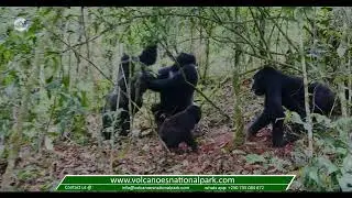 Silver back mountain gorillas🦍  fighting for dominance:  3 days Rwanda silver back gorilla safari