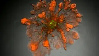 3D Cell Models - Stem Cells